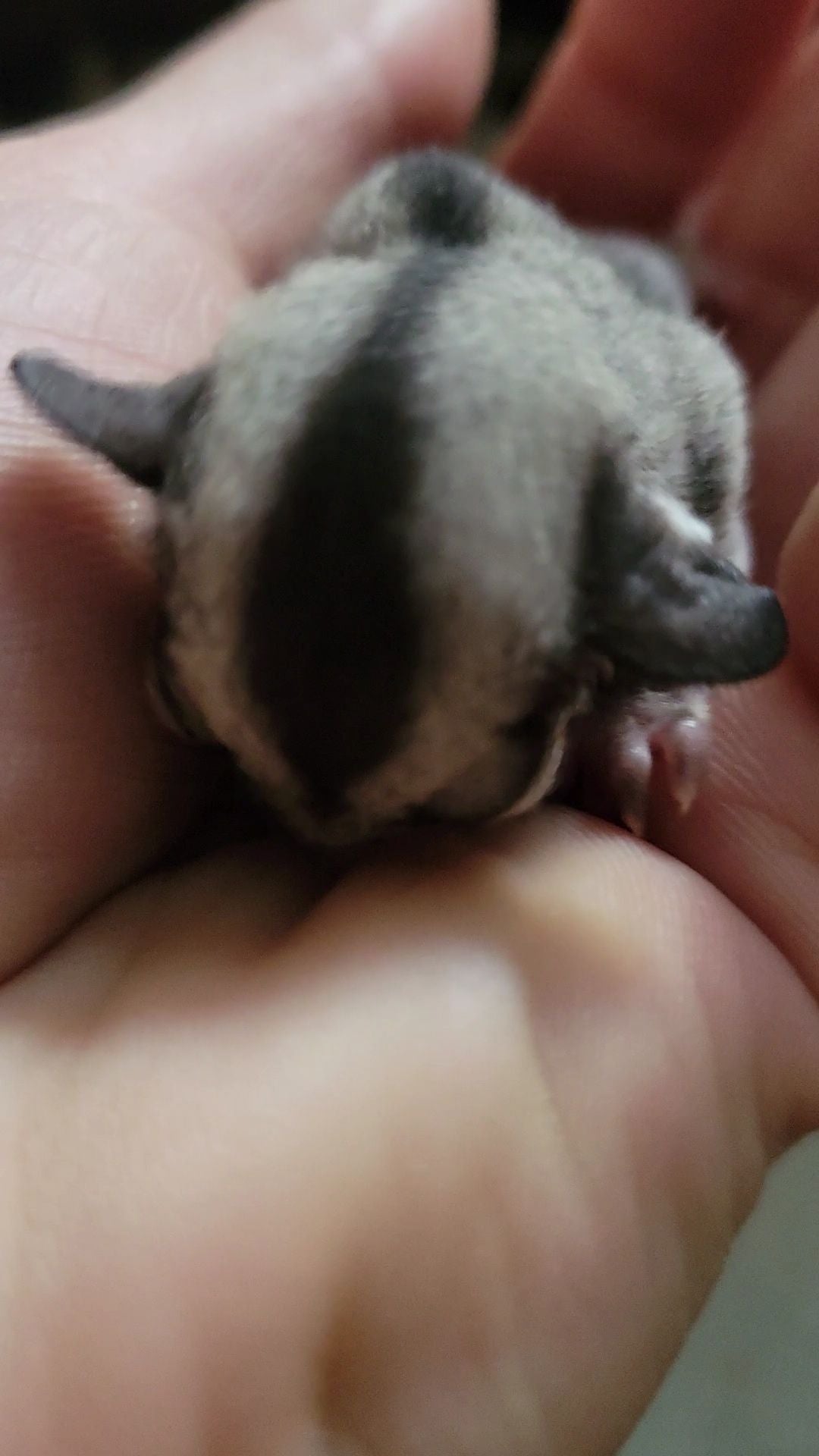 Tea - Adult Male (Available)