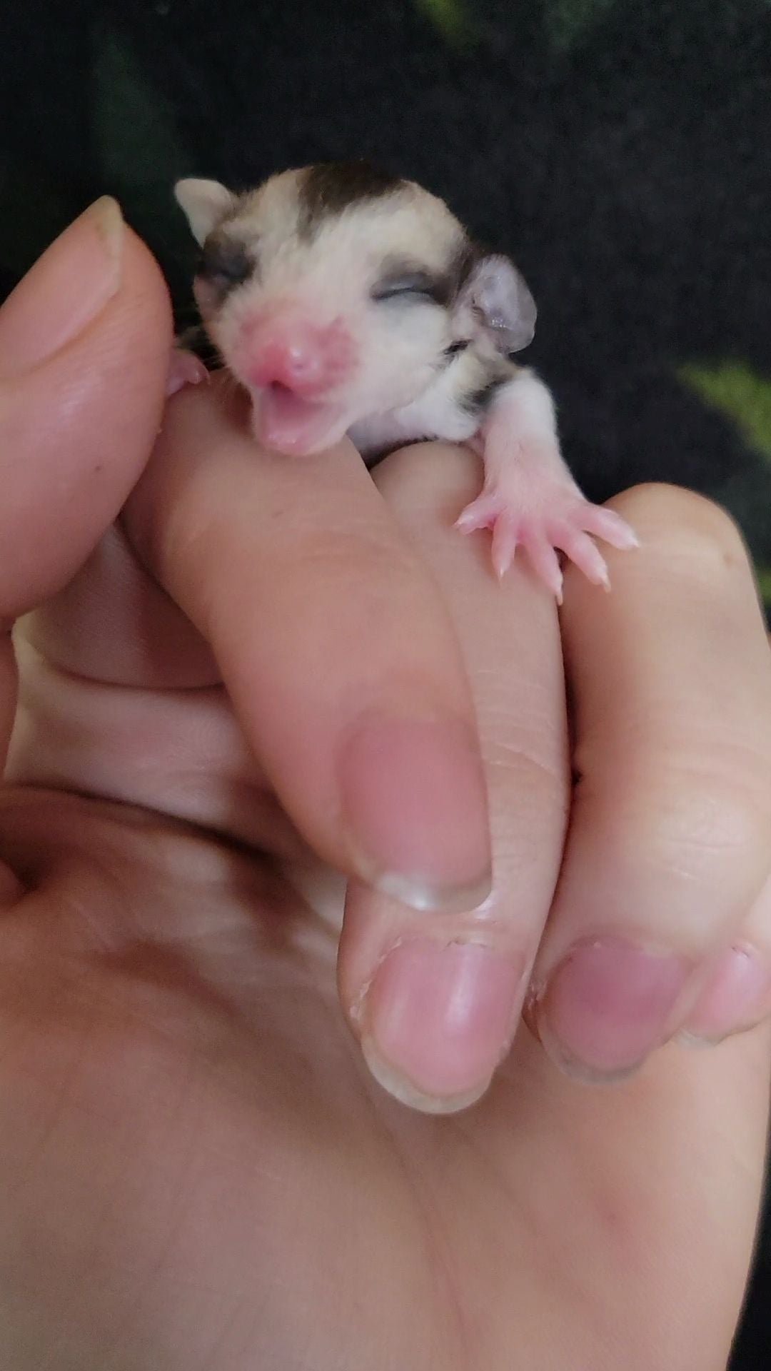 Juice - Adult Male (Available)