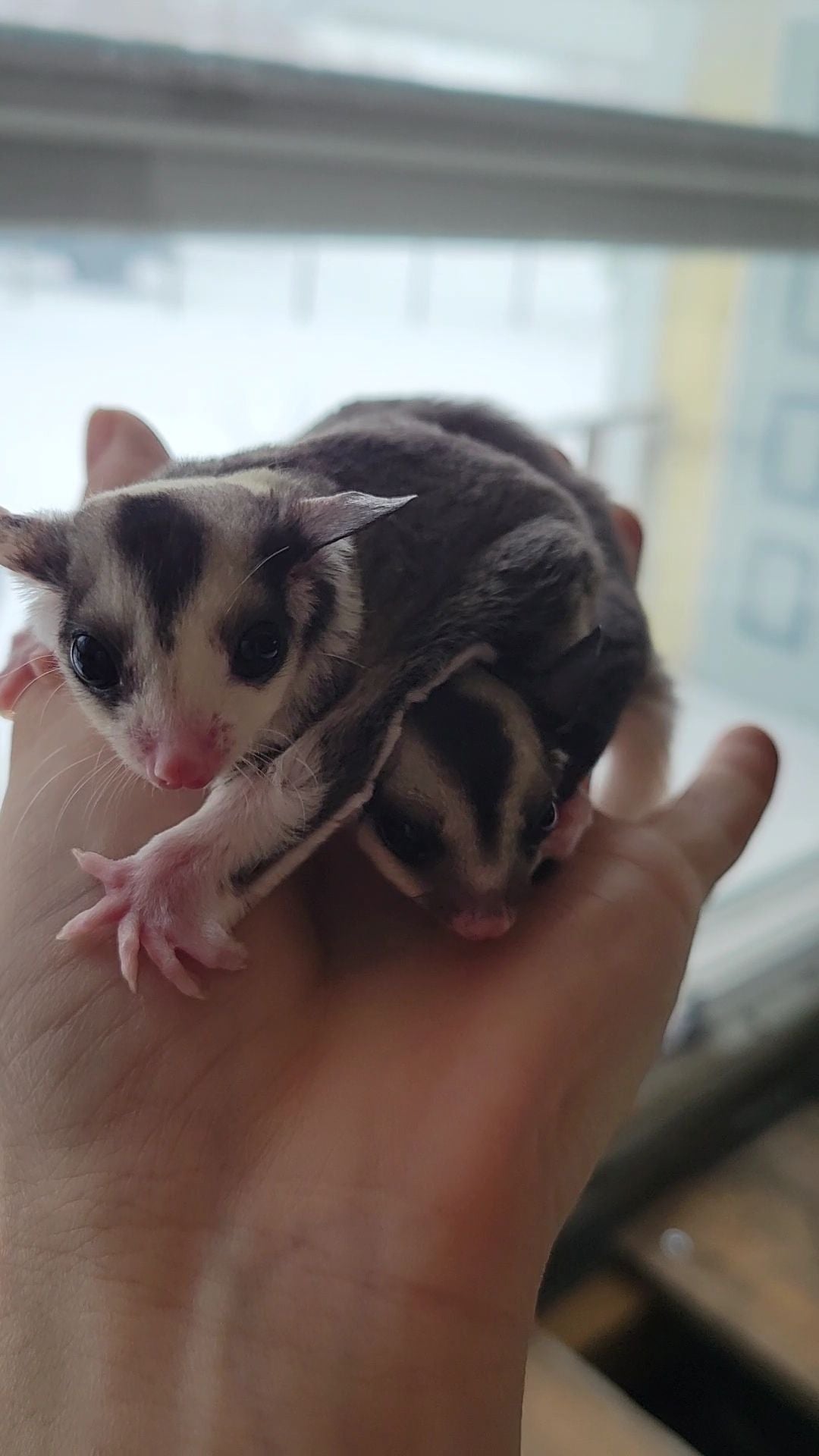 Juice - Adult Male (Available)