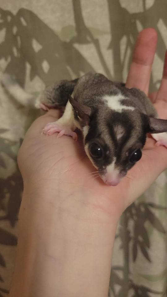 Marshall Lee - Adult Male (Available)