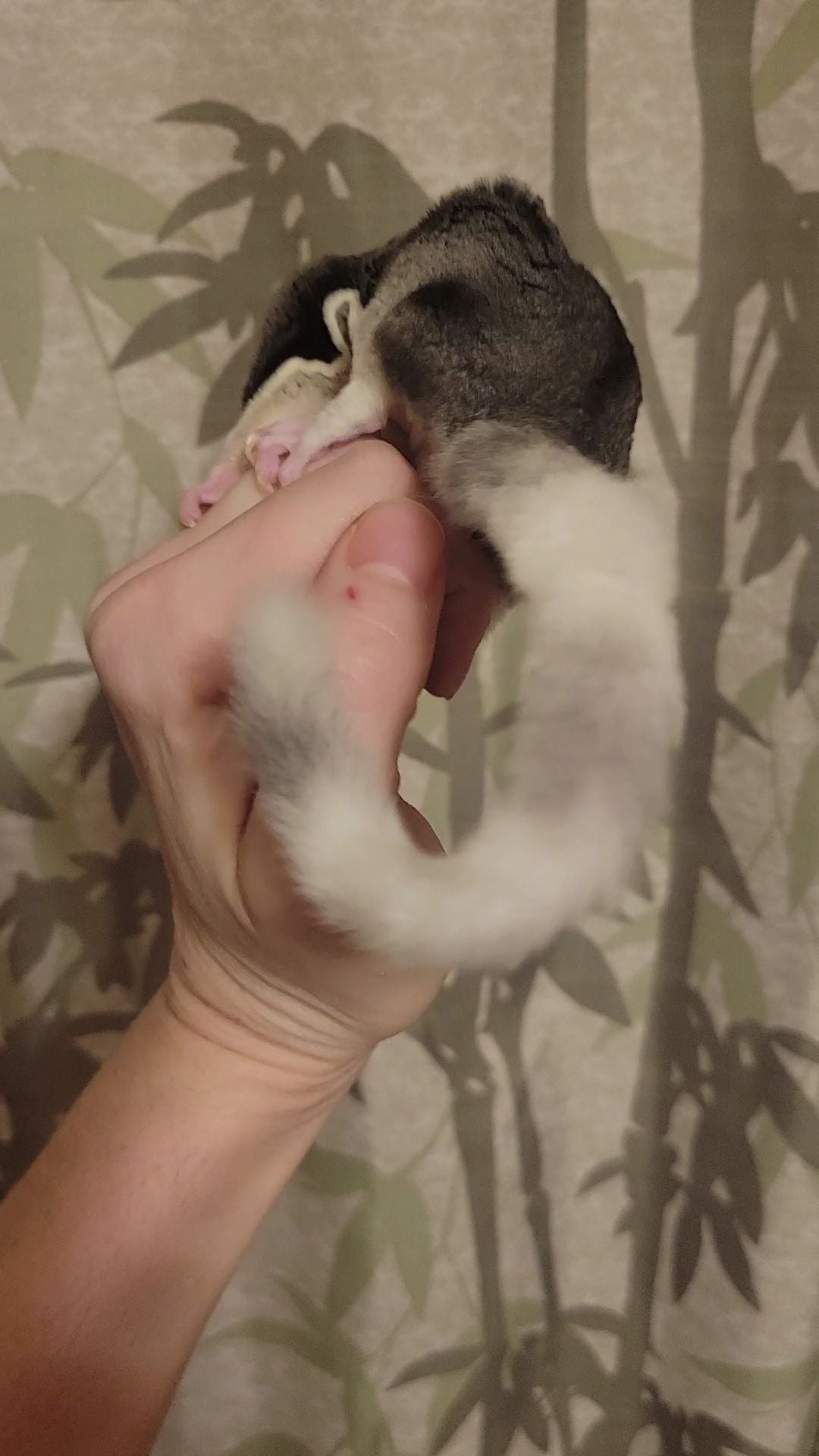 Marshall Lee - Adult Male (Available)