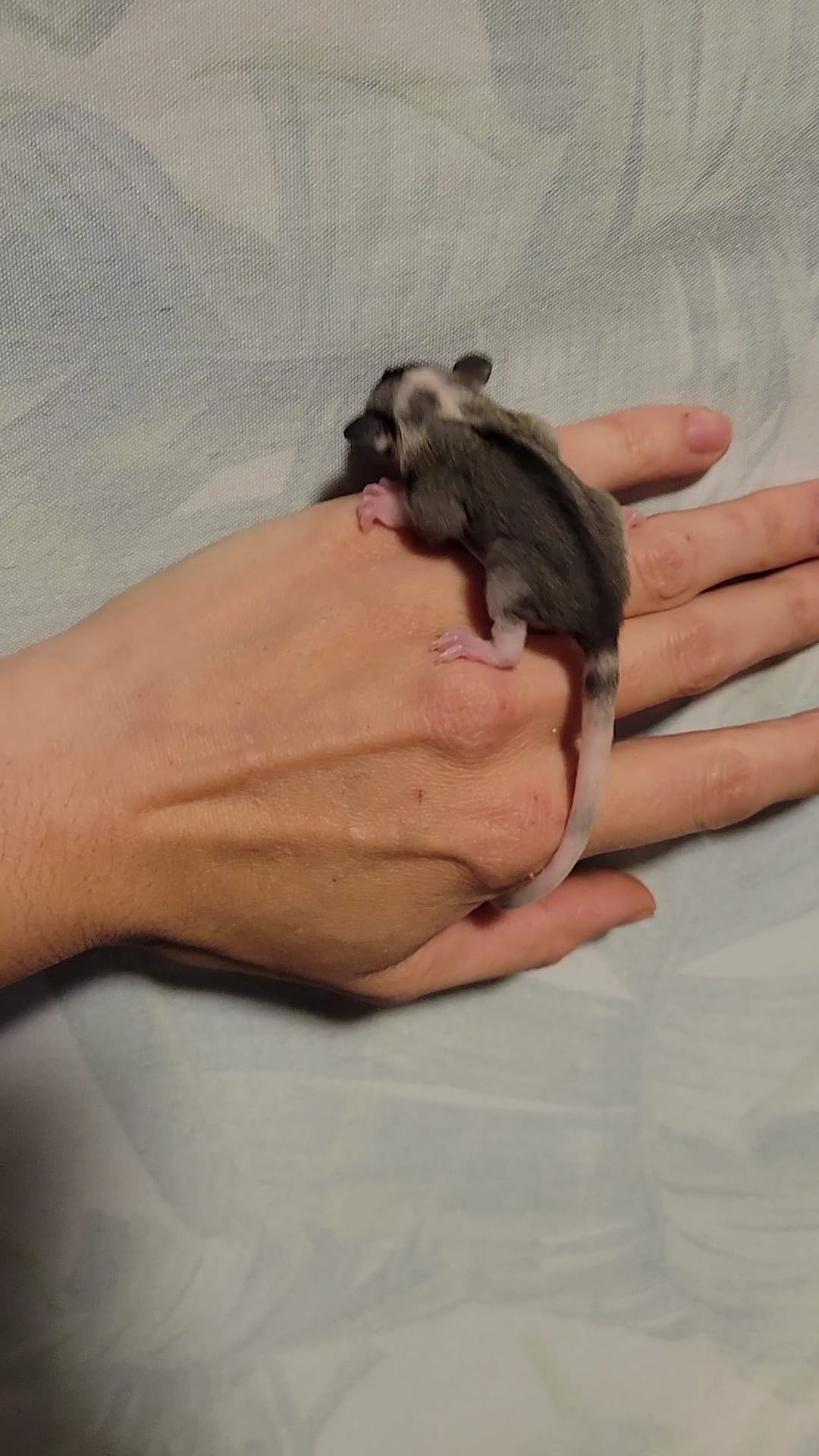 Marshall Lee - Adult Male (Available)