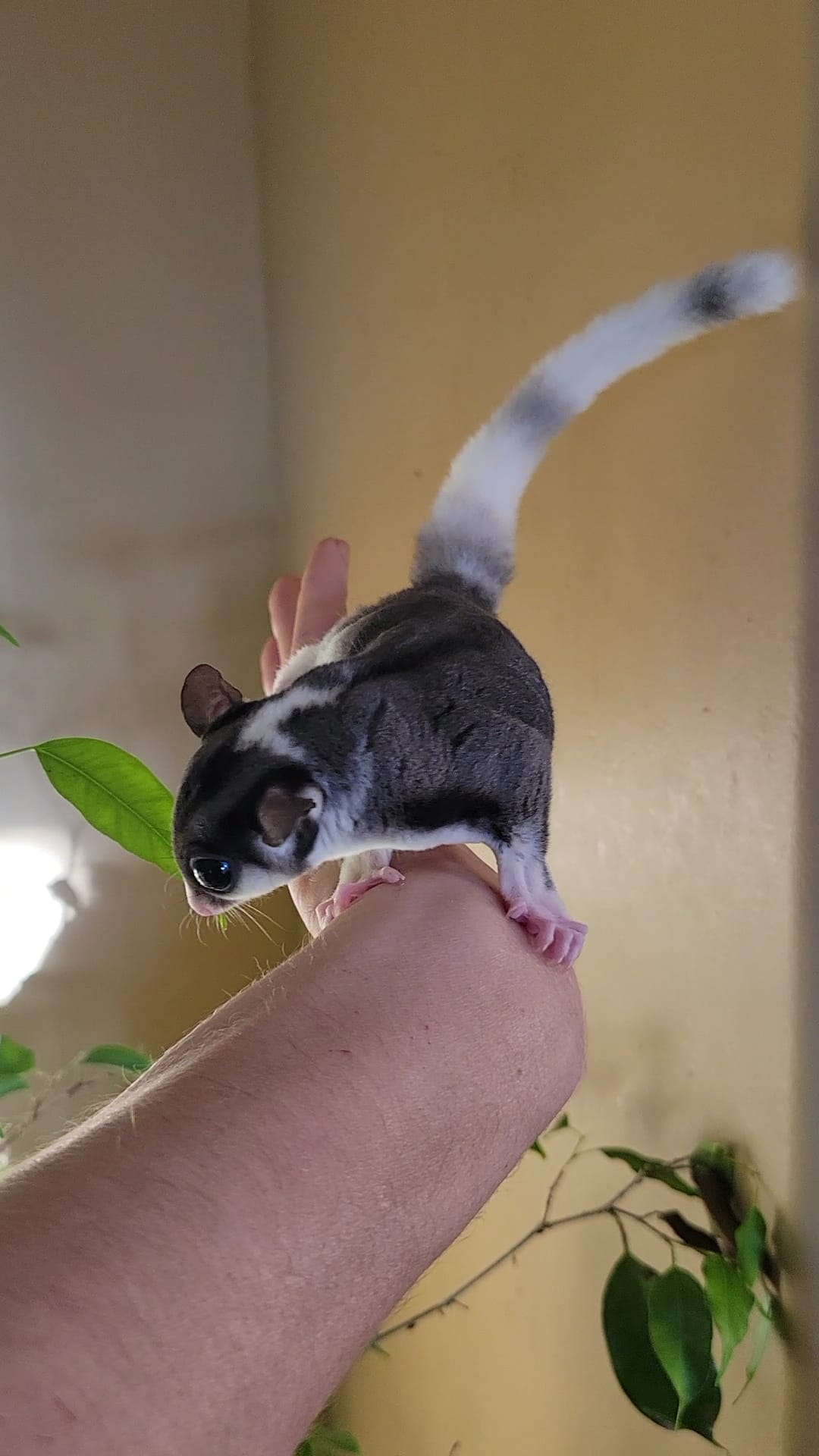 Marshall Lee - Adult Male (Available)