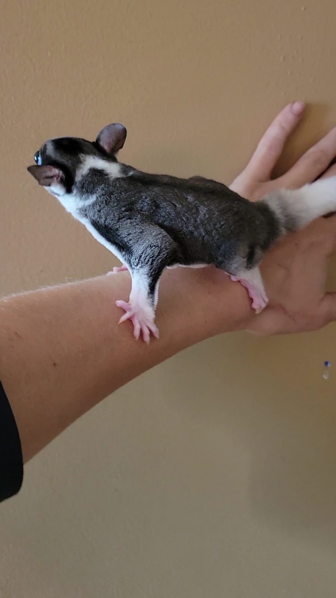 Marshall Lee - Adult Male (Available)