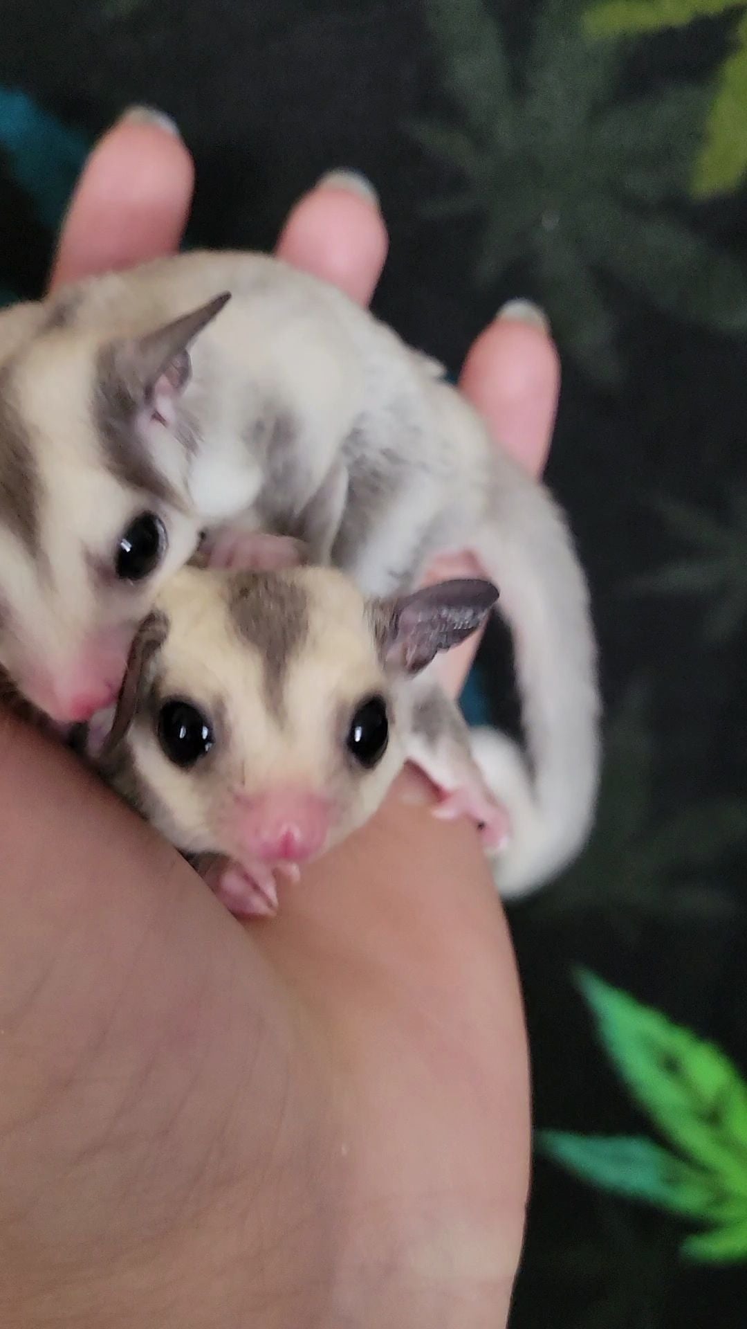 Mulberry - Joey Male (Available)