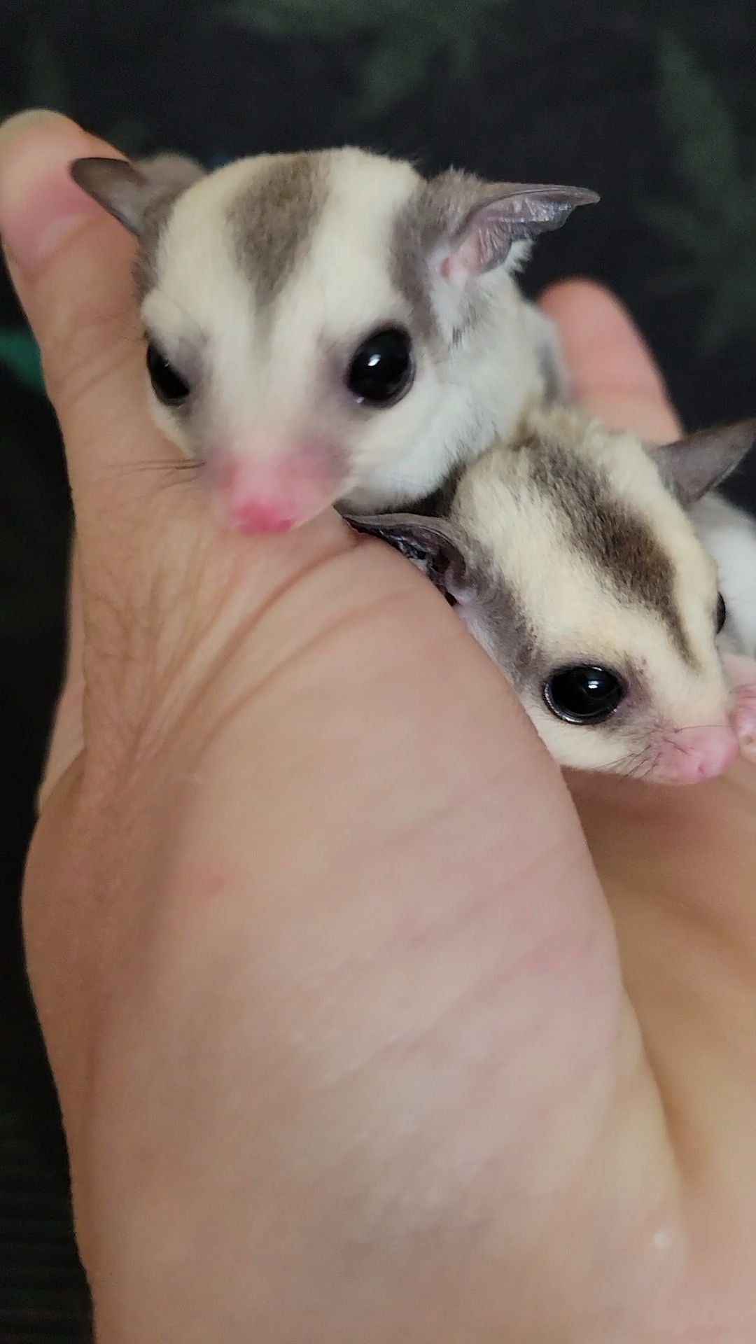Mulberry - Joey Male (Available)