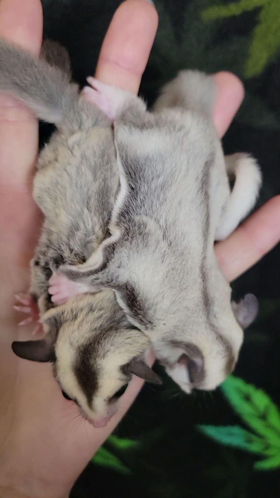 Mulberry - Joey Male (Available)