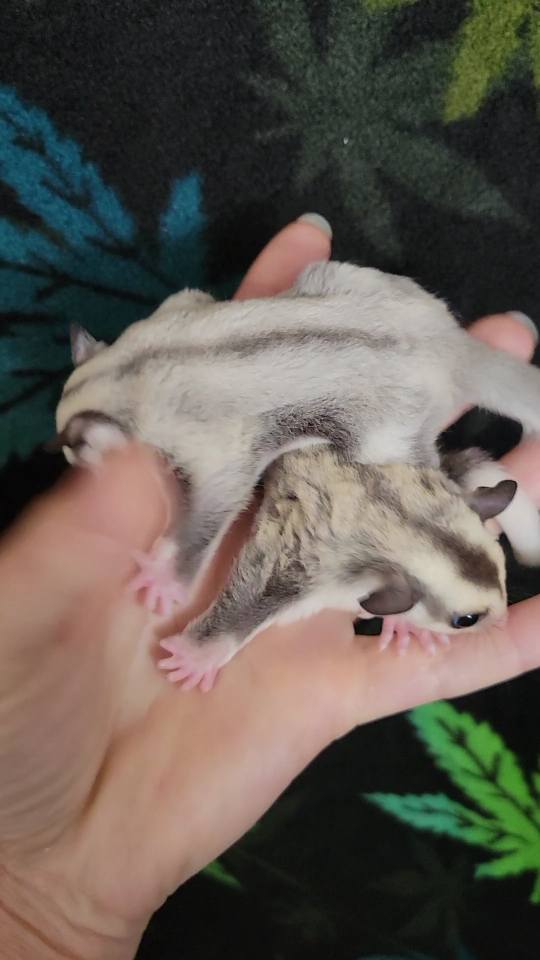 Mulberry - Joey Male (Available)