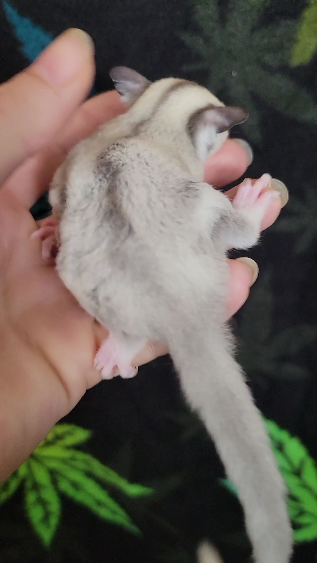Mulberry - Joey Male (Available)