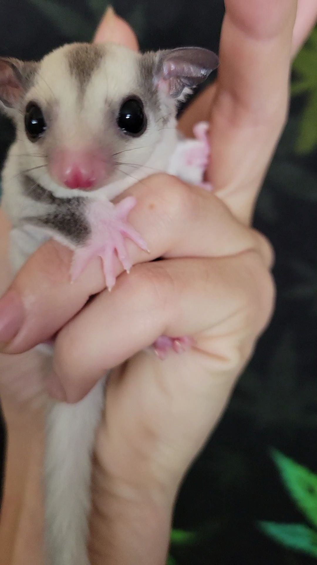 Mulberry - Joey Male (Available)