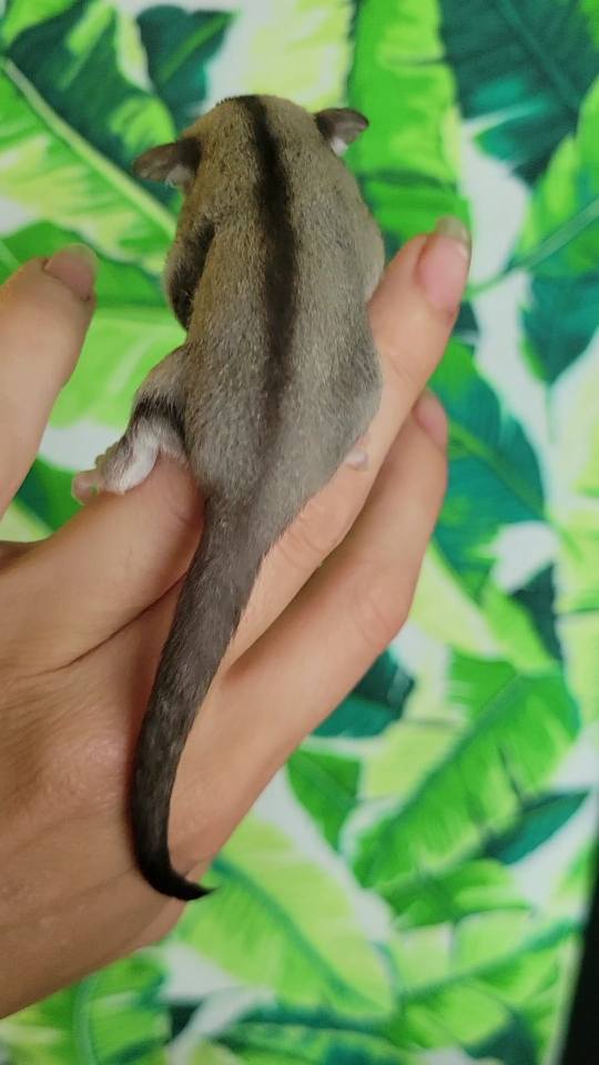 Pluto - Joey Male (Available)
