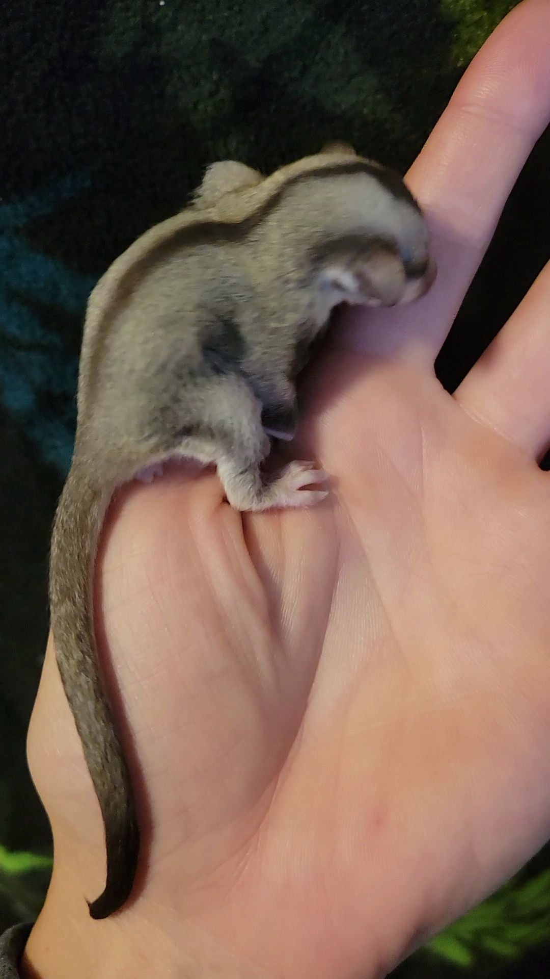 Pluto - Joey Male (Available)