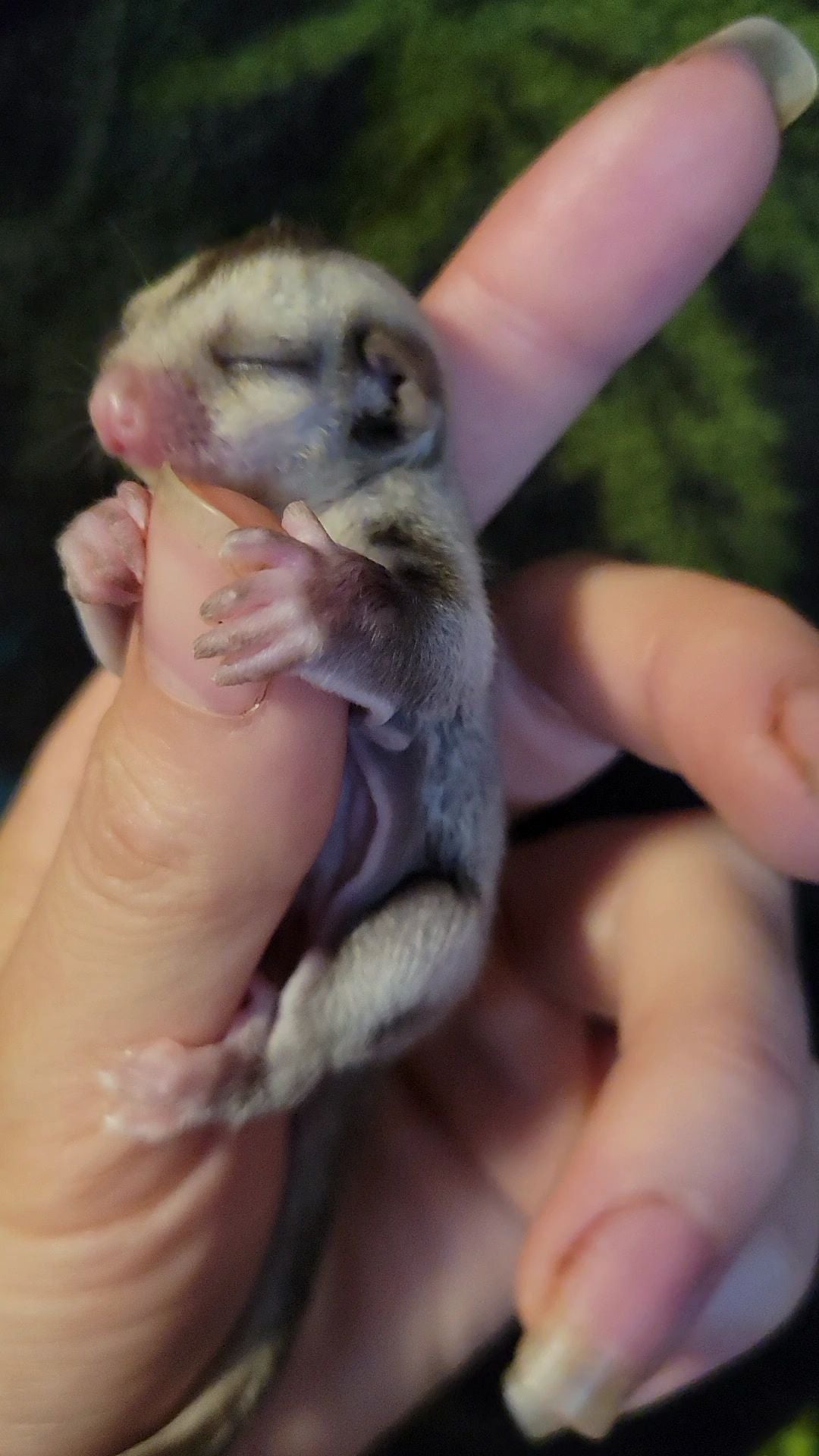 Pluto - Joey Male (Available)