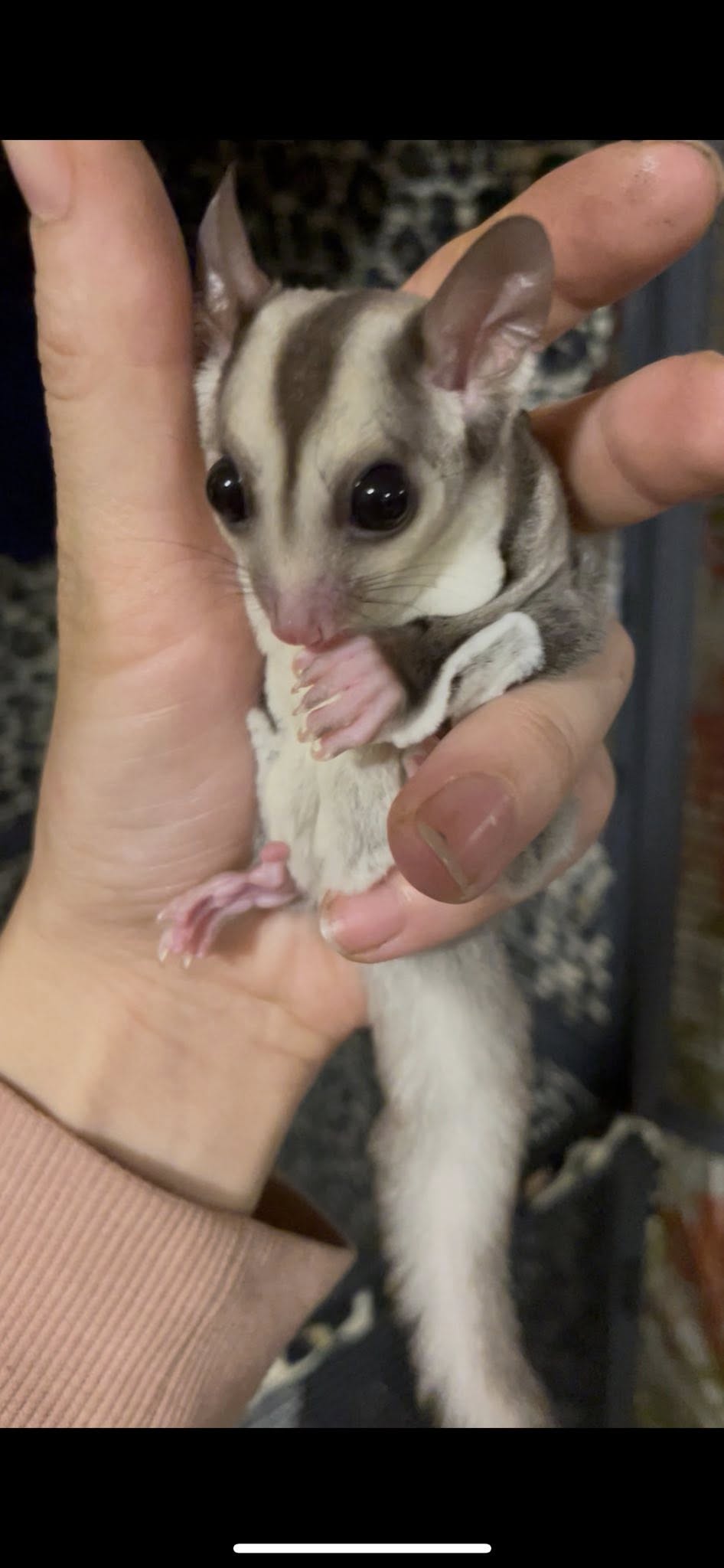 Pluto - Joey Male (Available)