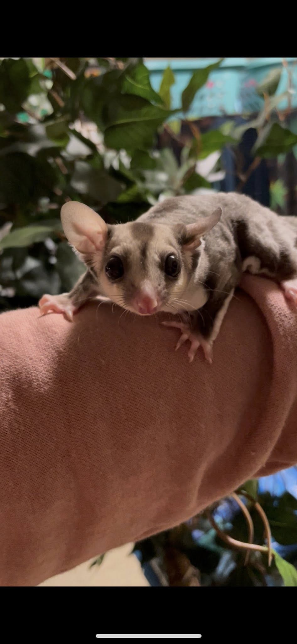 Pluto - Joey Male (Available)
