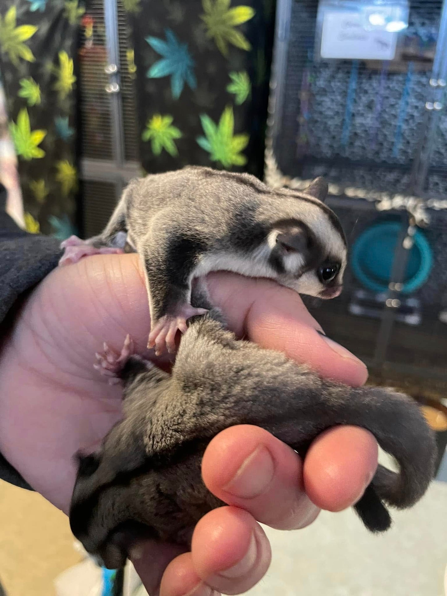 Randy - Adult Male (Available)