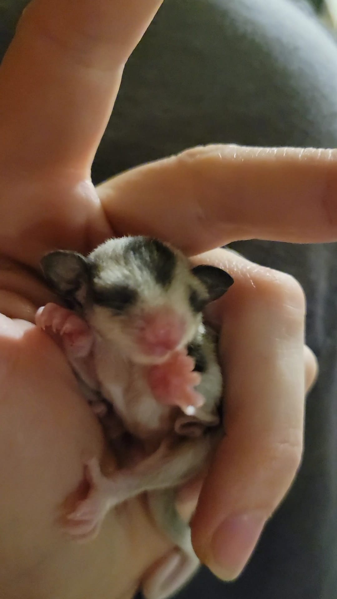 Scyther- Adult Male (Available)