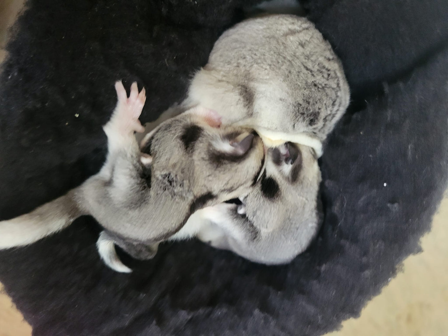 Cheesecake - Adult Male (Available)