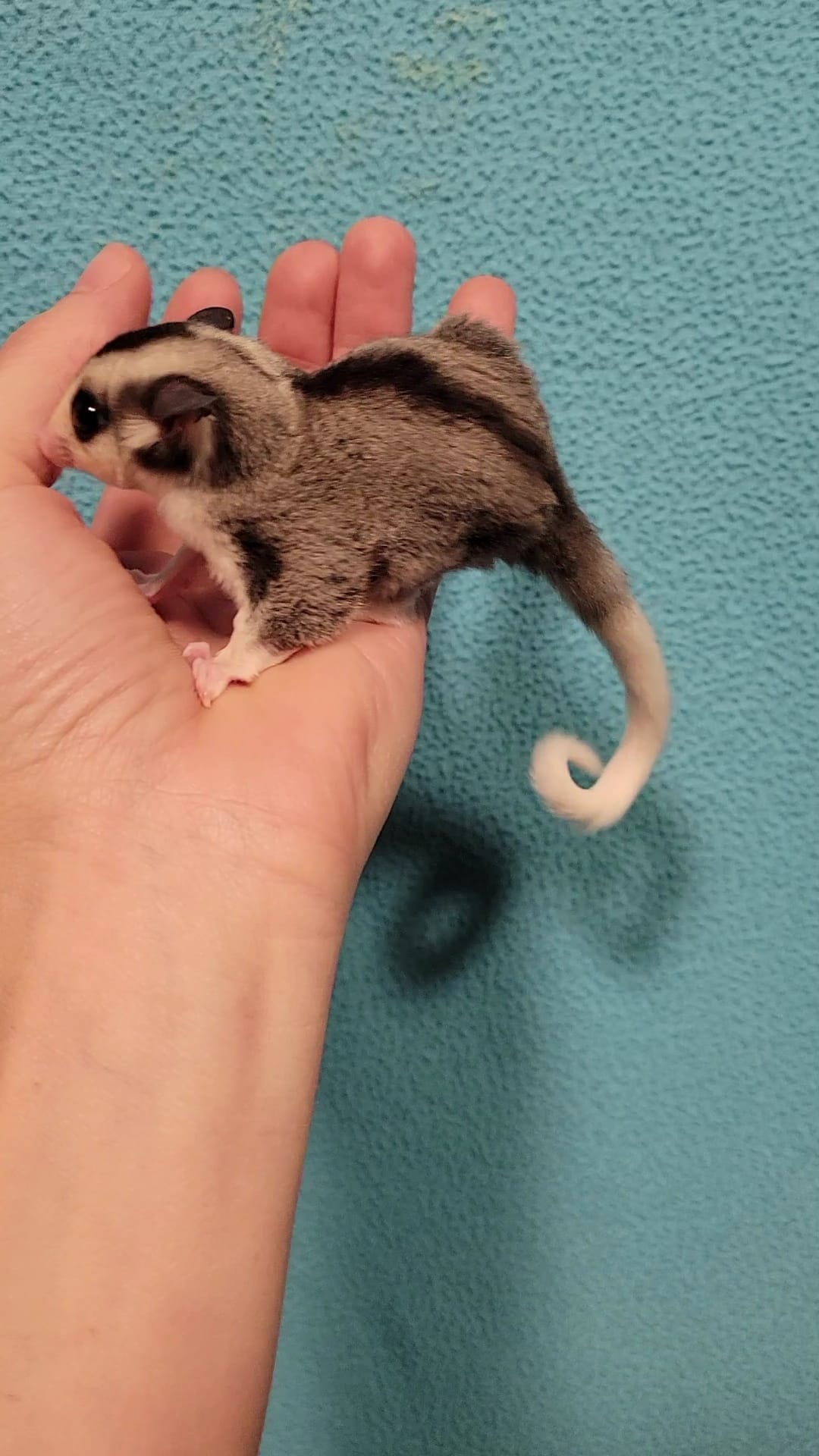 Cheesecake - Adult Male (Available)