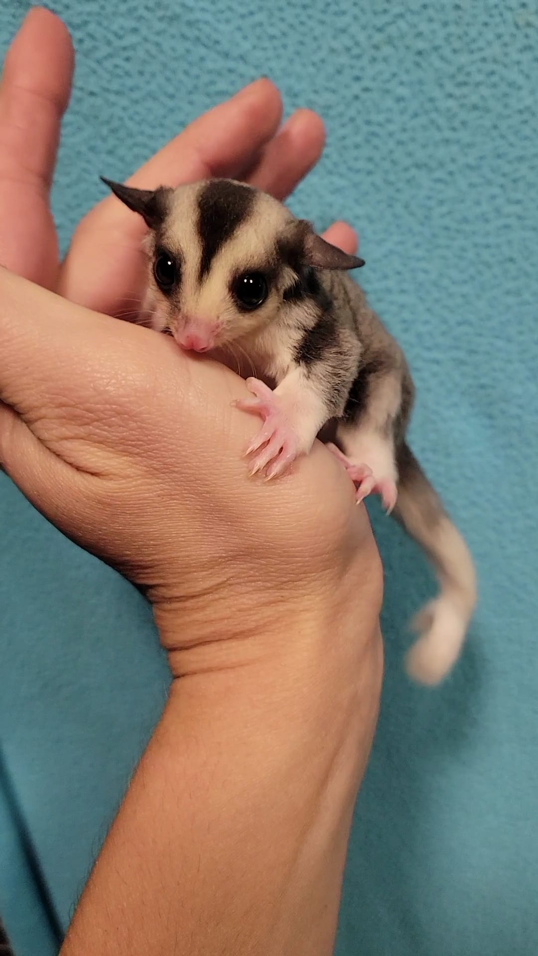 Cheesecake - Adult Male (Available)