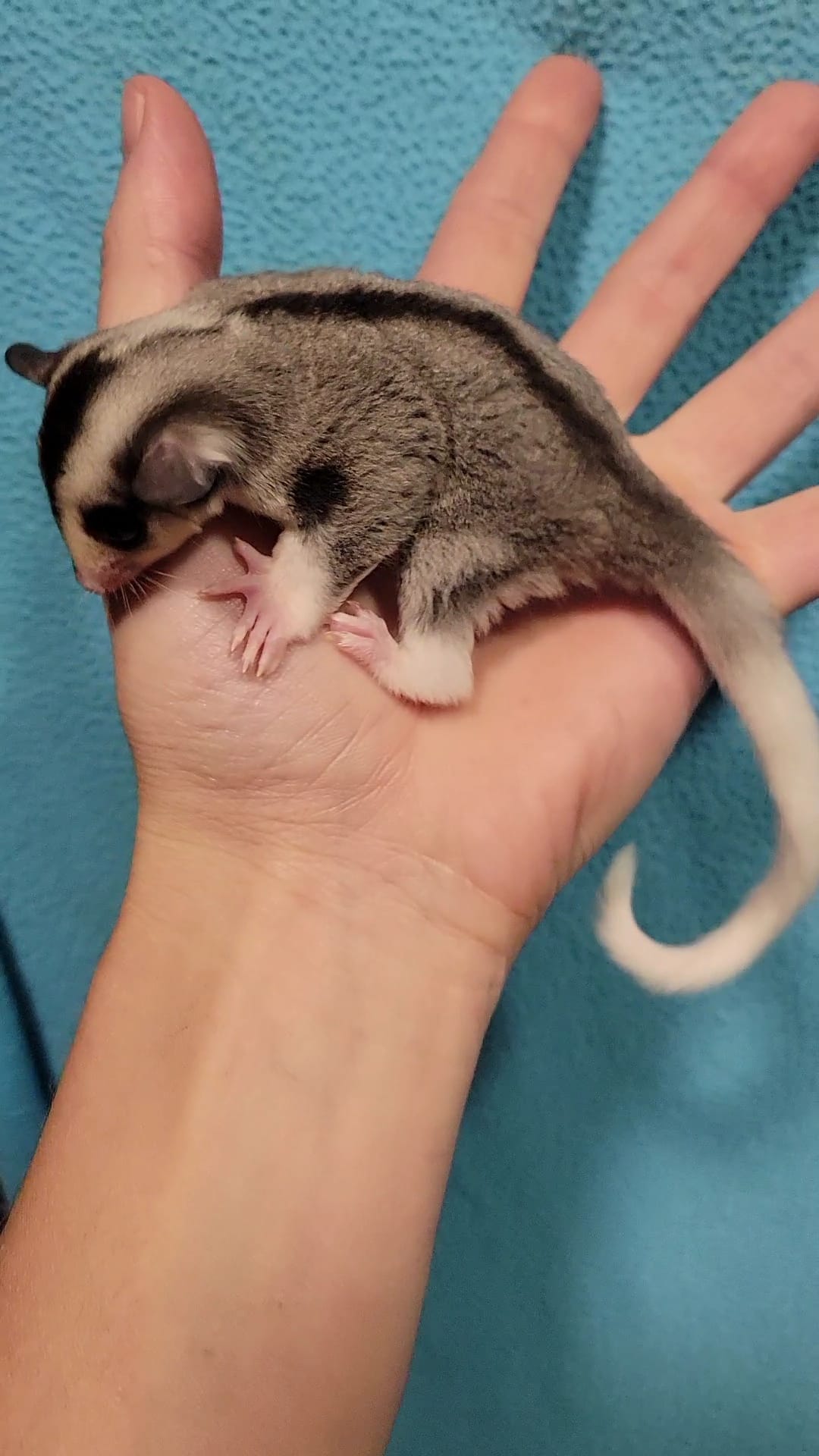 Cheesecake - Adult Male (Available)