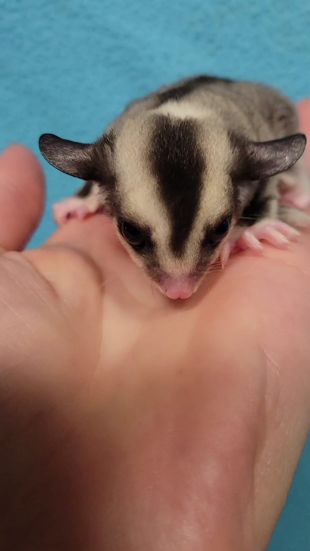 Cheesecake - Adult Male (Available)