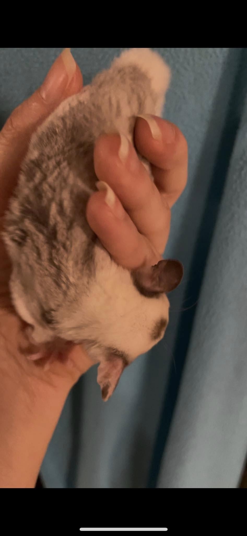 Togepi - Adult Male (Available)