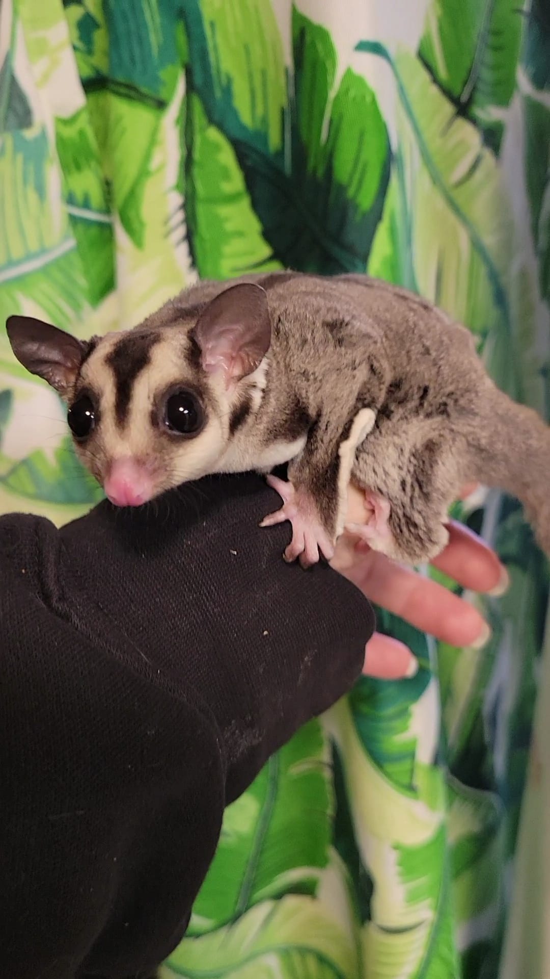 Toyota - Adult Male (Available)