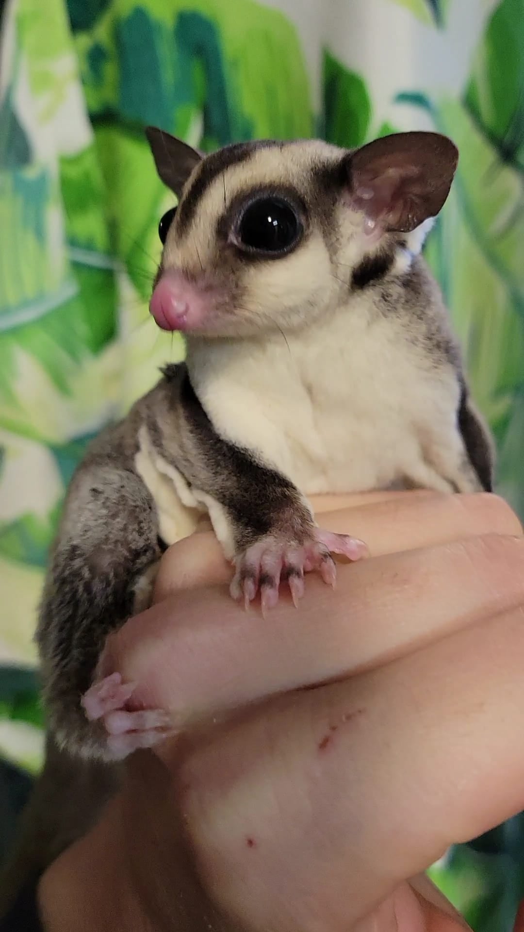 Toyota - Adult Male (Available)