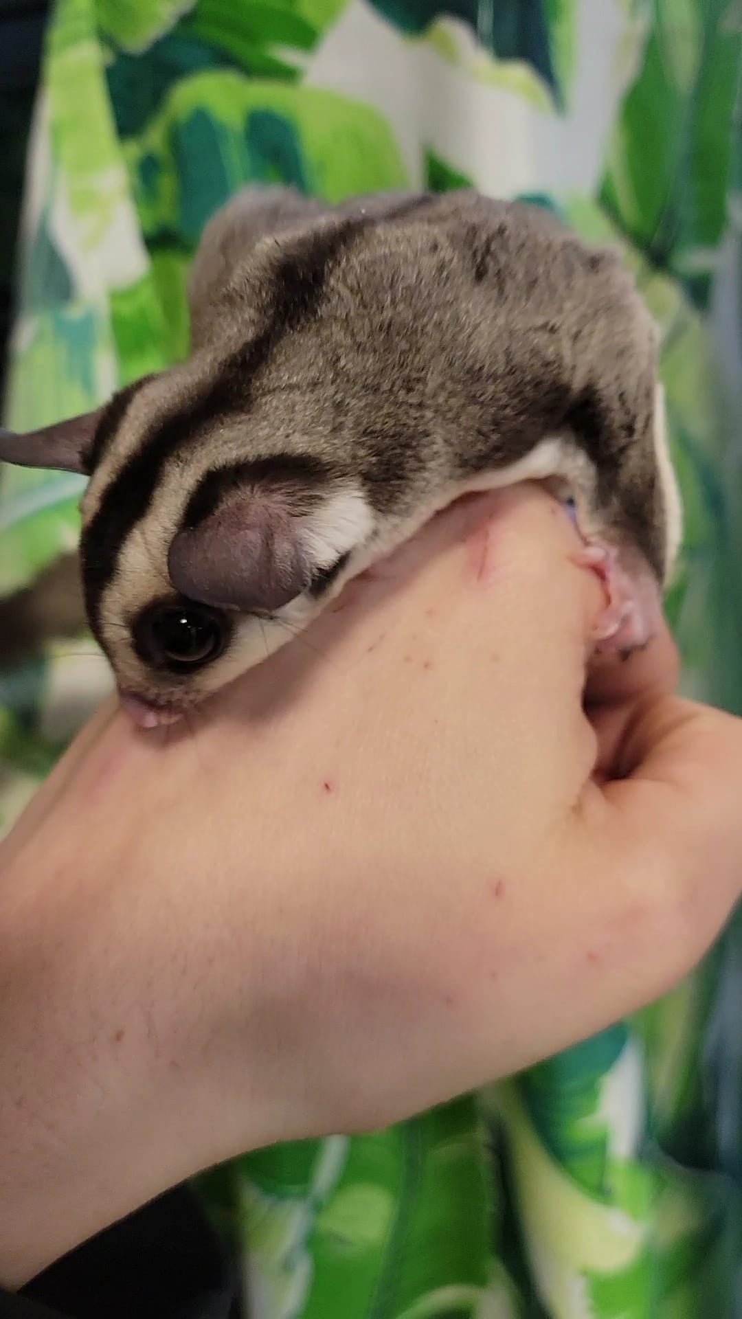 Toyota - Adult Male (Available)