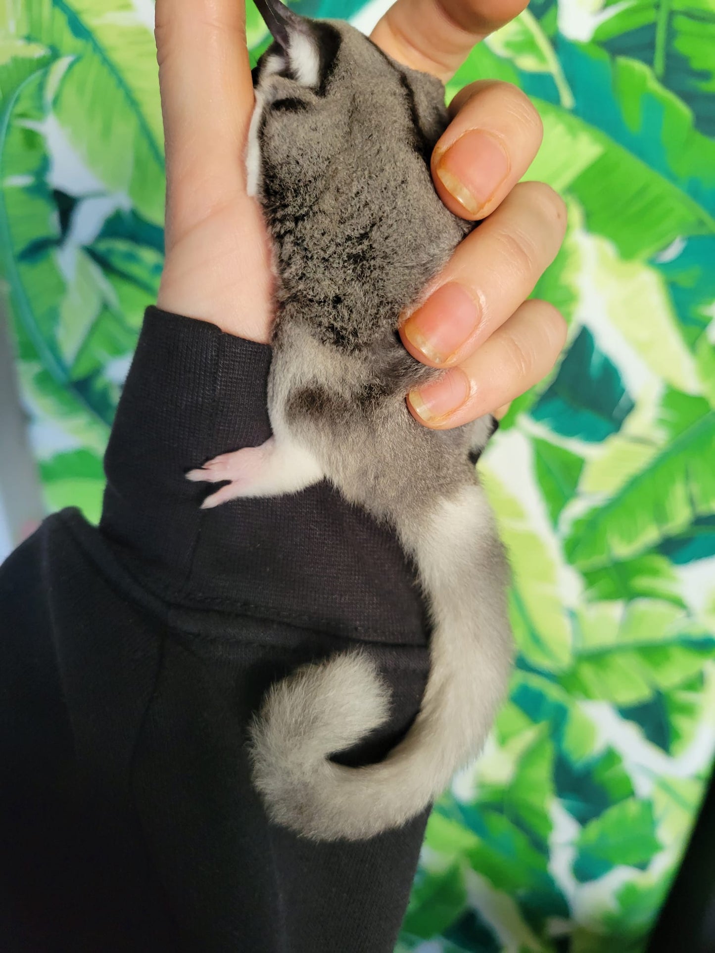 Twilight - Adult Female (Available)