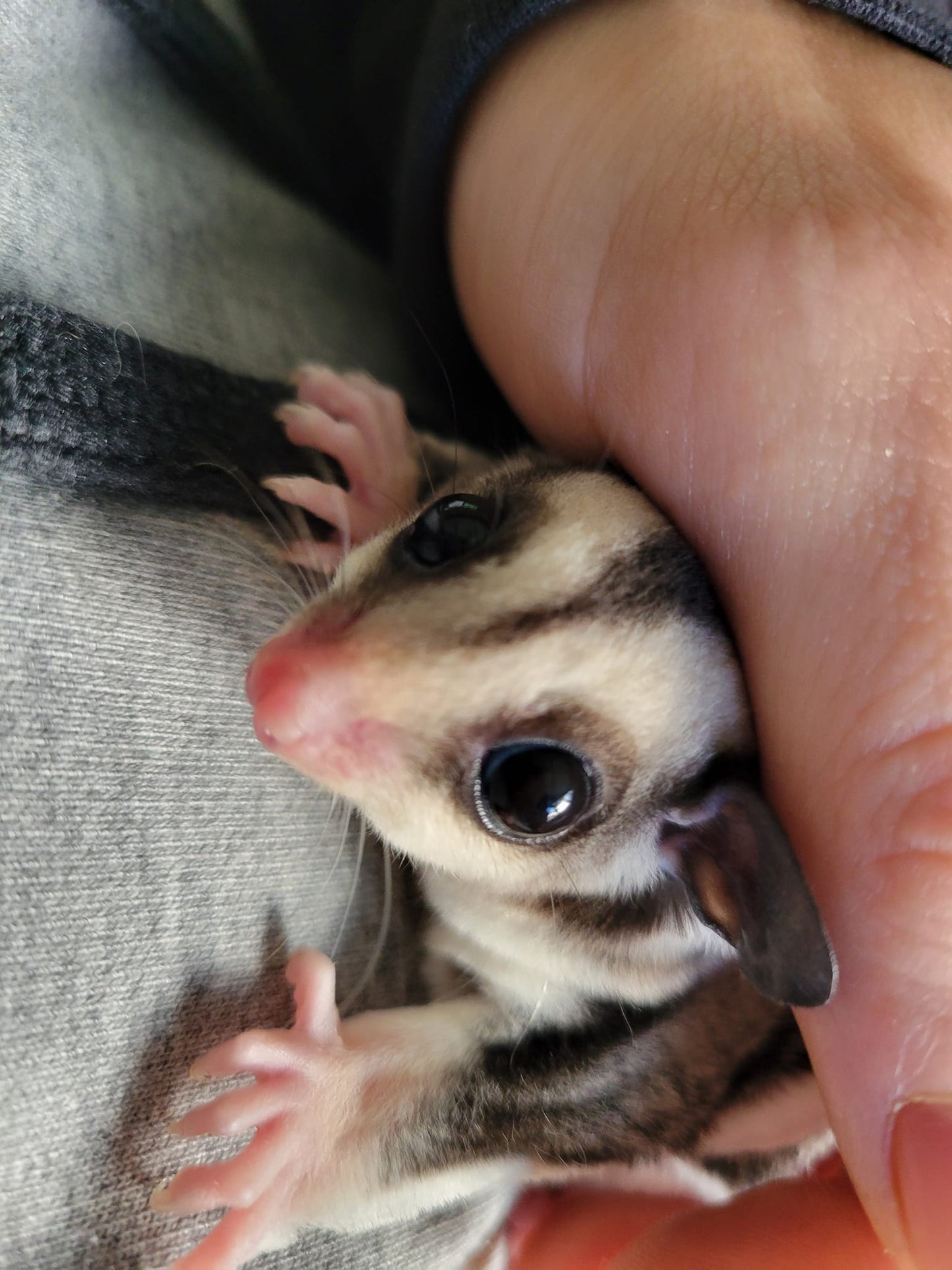 Twilight - Adult Female (Available)