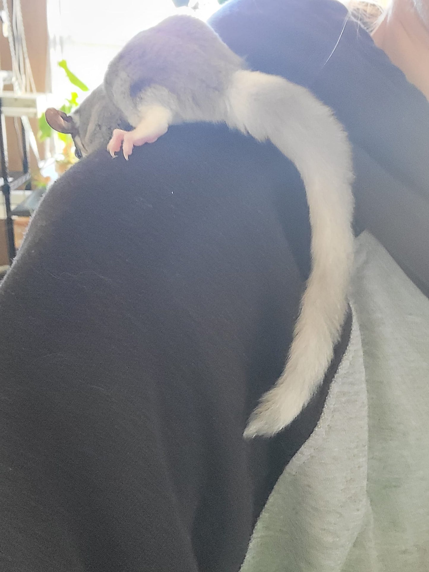 Twilight - Adult Female (Available)
