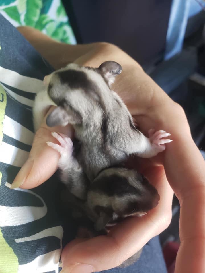 Chips - Adult Male (Available)
