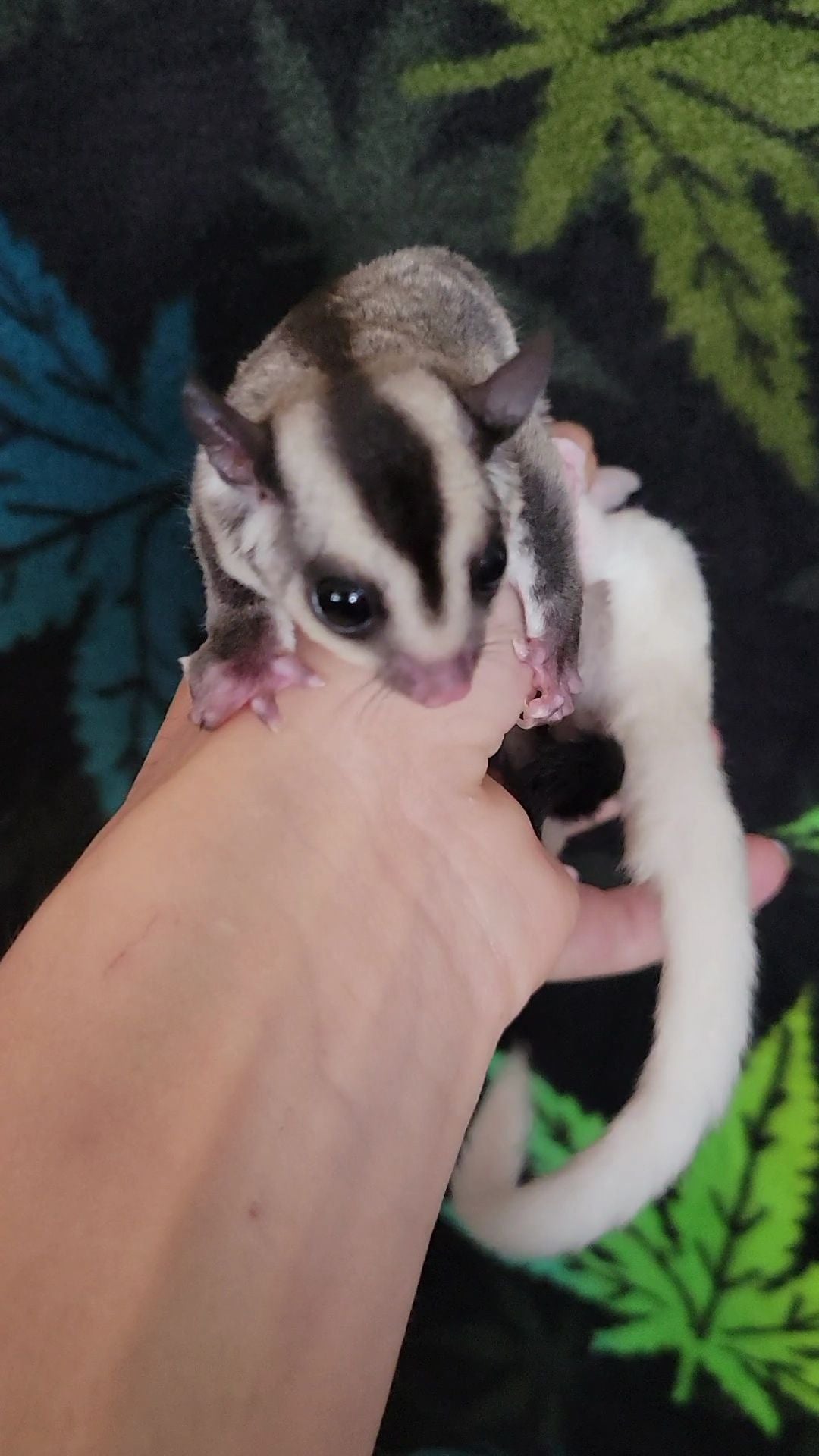 Cobbler - Joey Female (Available)