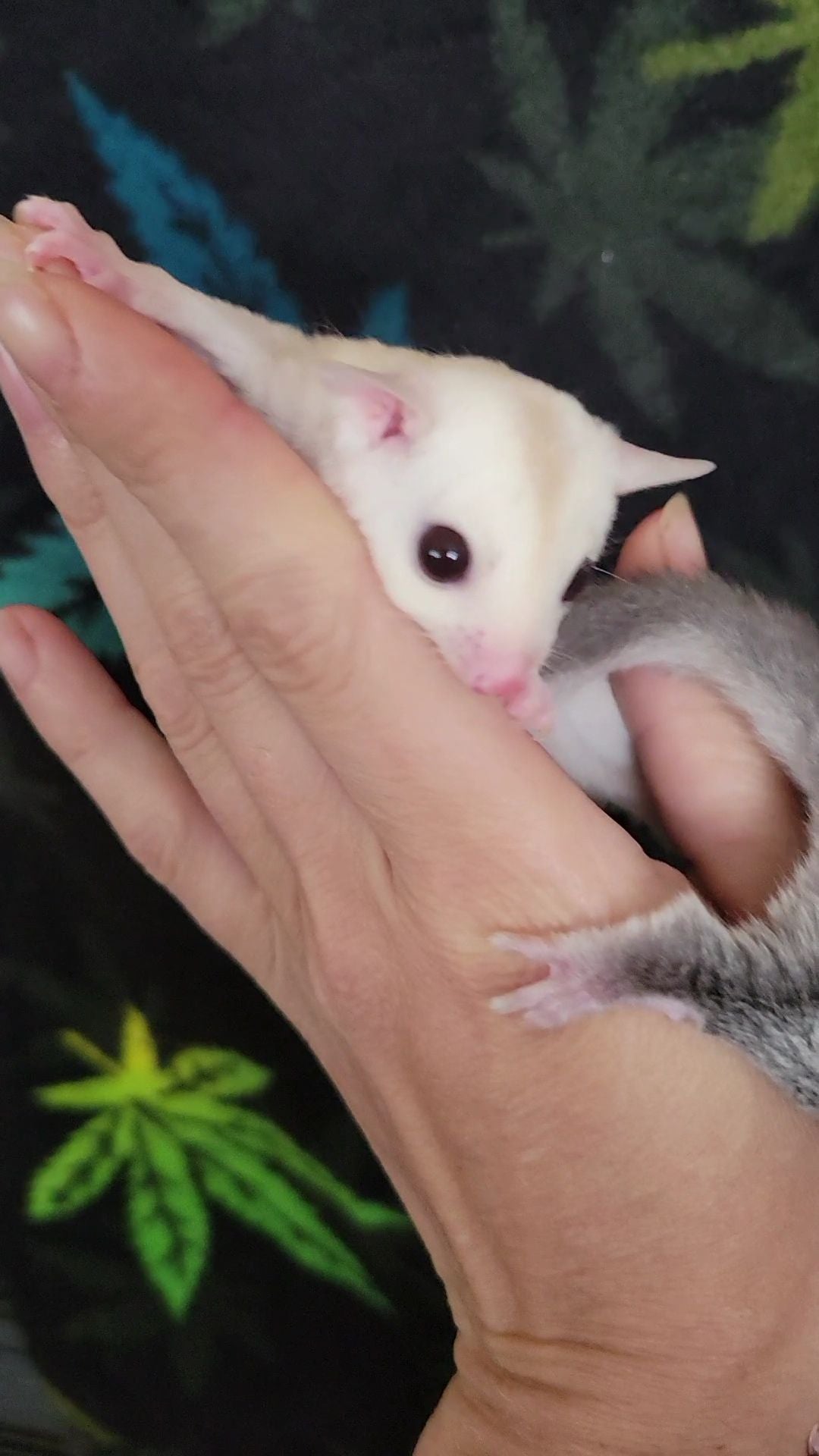 Custard - Joey Female (Available)