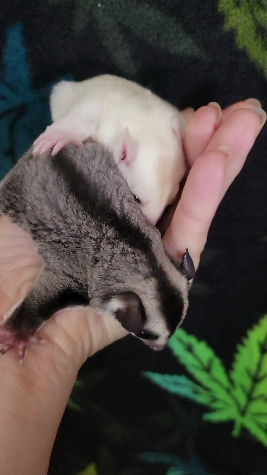 Cobbler - Joey Female (Available)