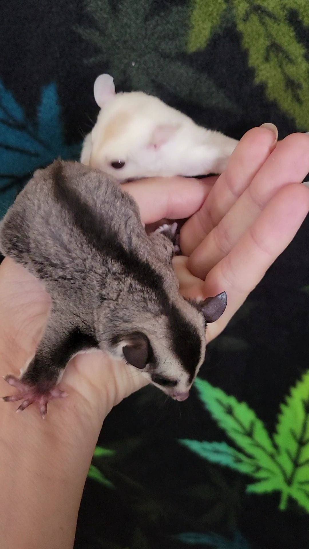 Cobbler - Joey Female (Available)