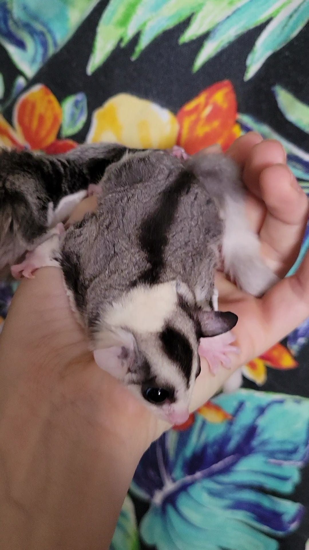 Juice - Adult Male (Available)