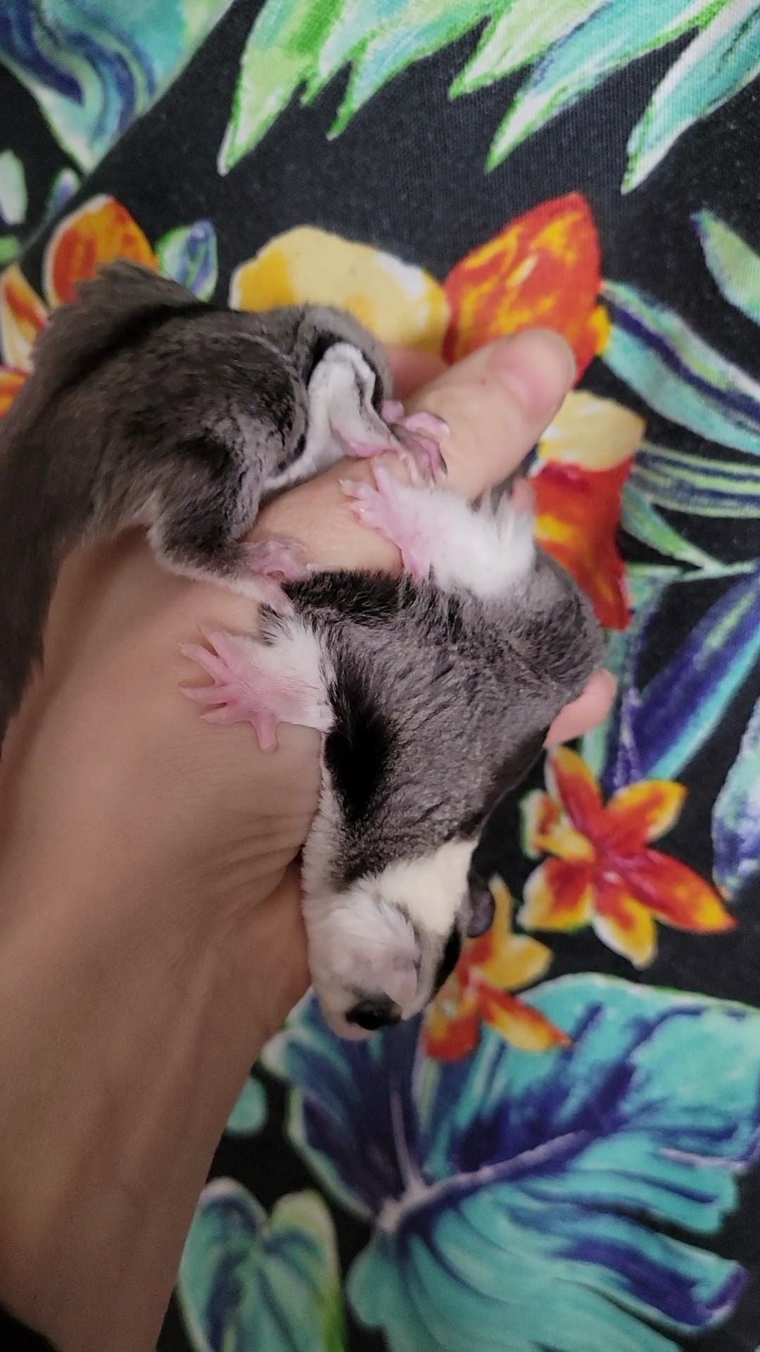 Juice - Adult Male (Available)
