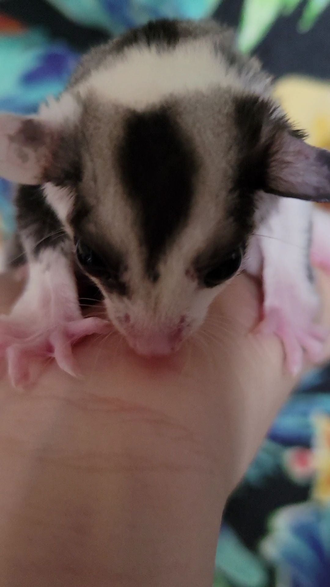 Juice - Adult Male (Available)