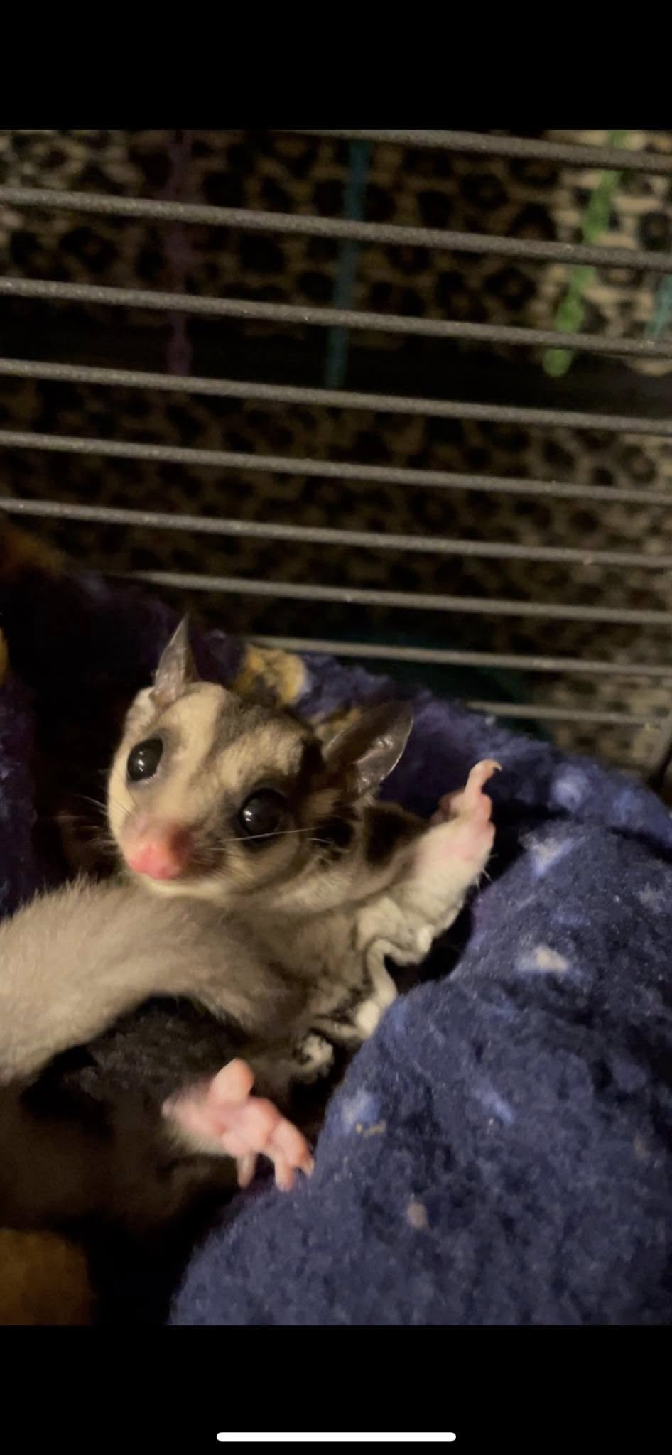 Mars - Adult Male (Available)