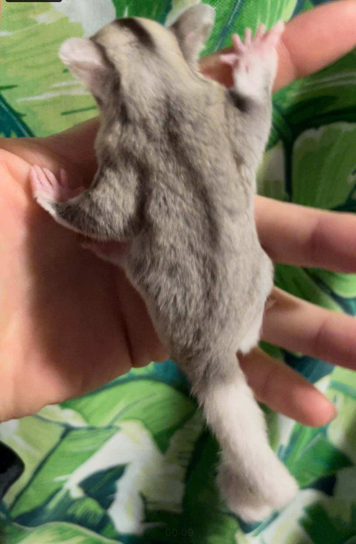 Phantom - Adult Female (Available)