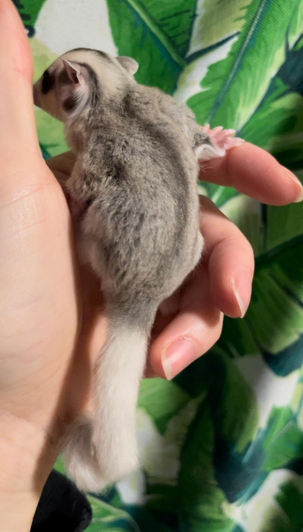 Phantom - Adult Female (Available)