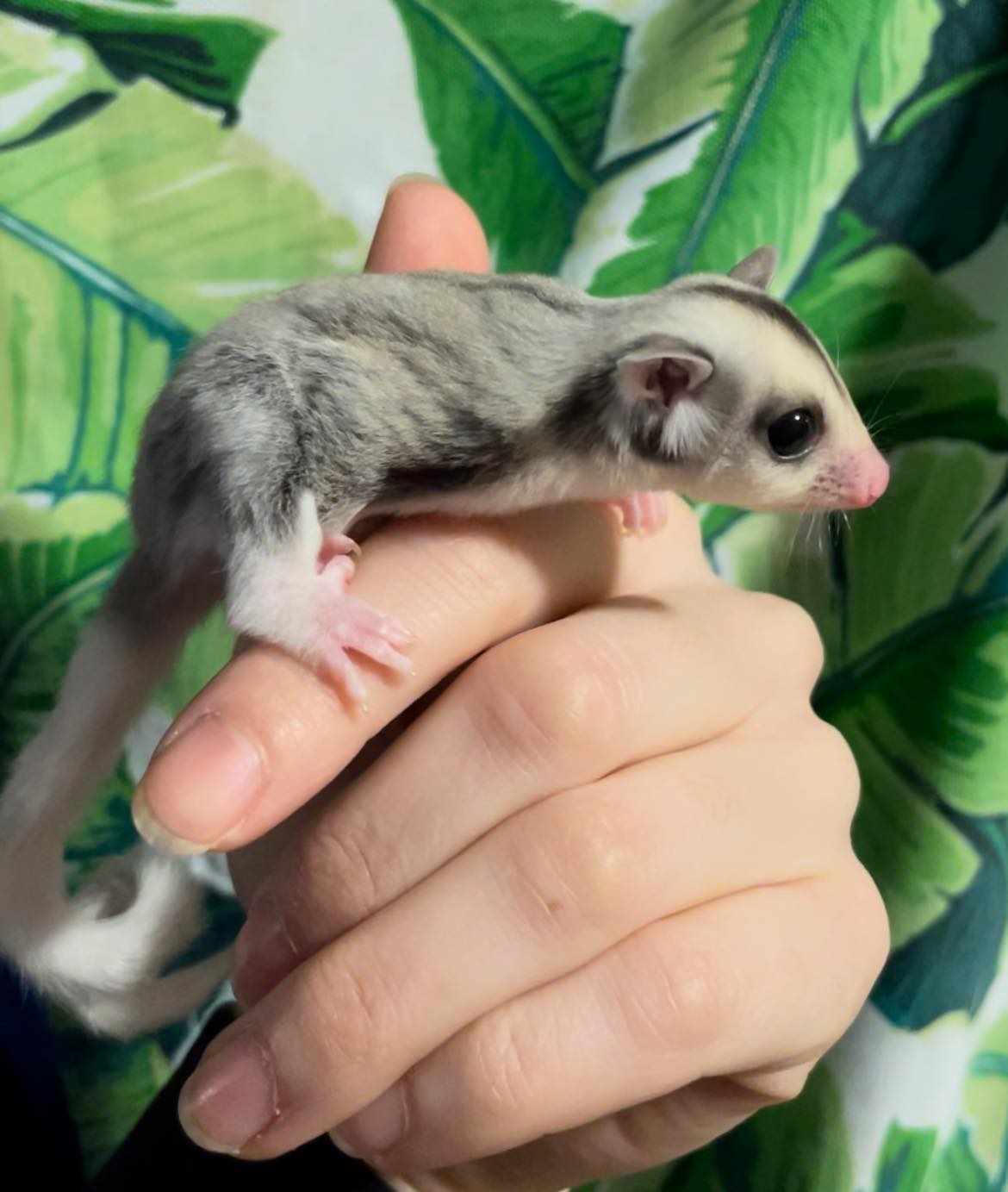 Phantom - Adult Female (Available)