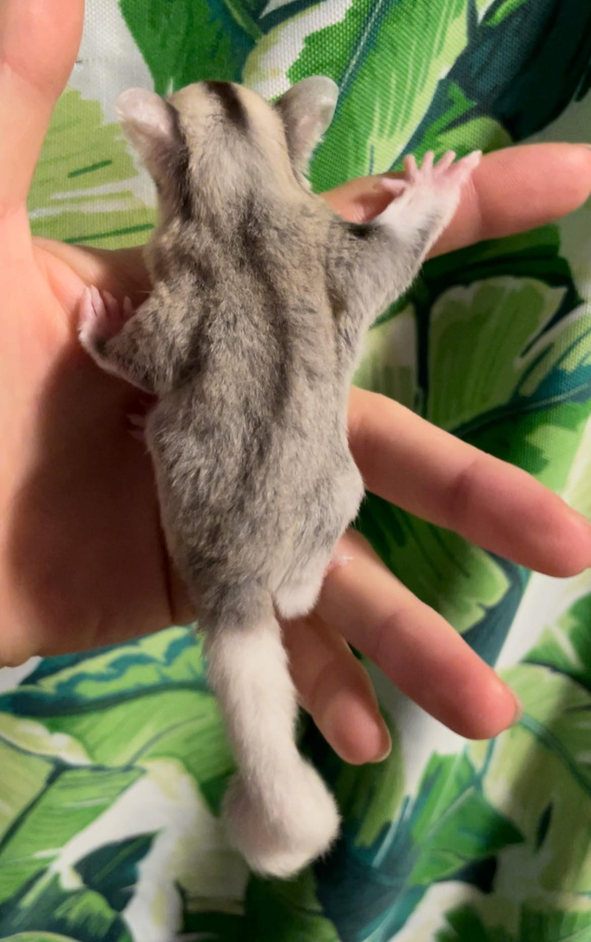 Phantom - Adult Female (Available)