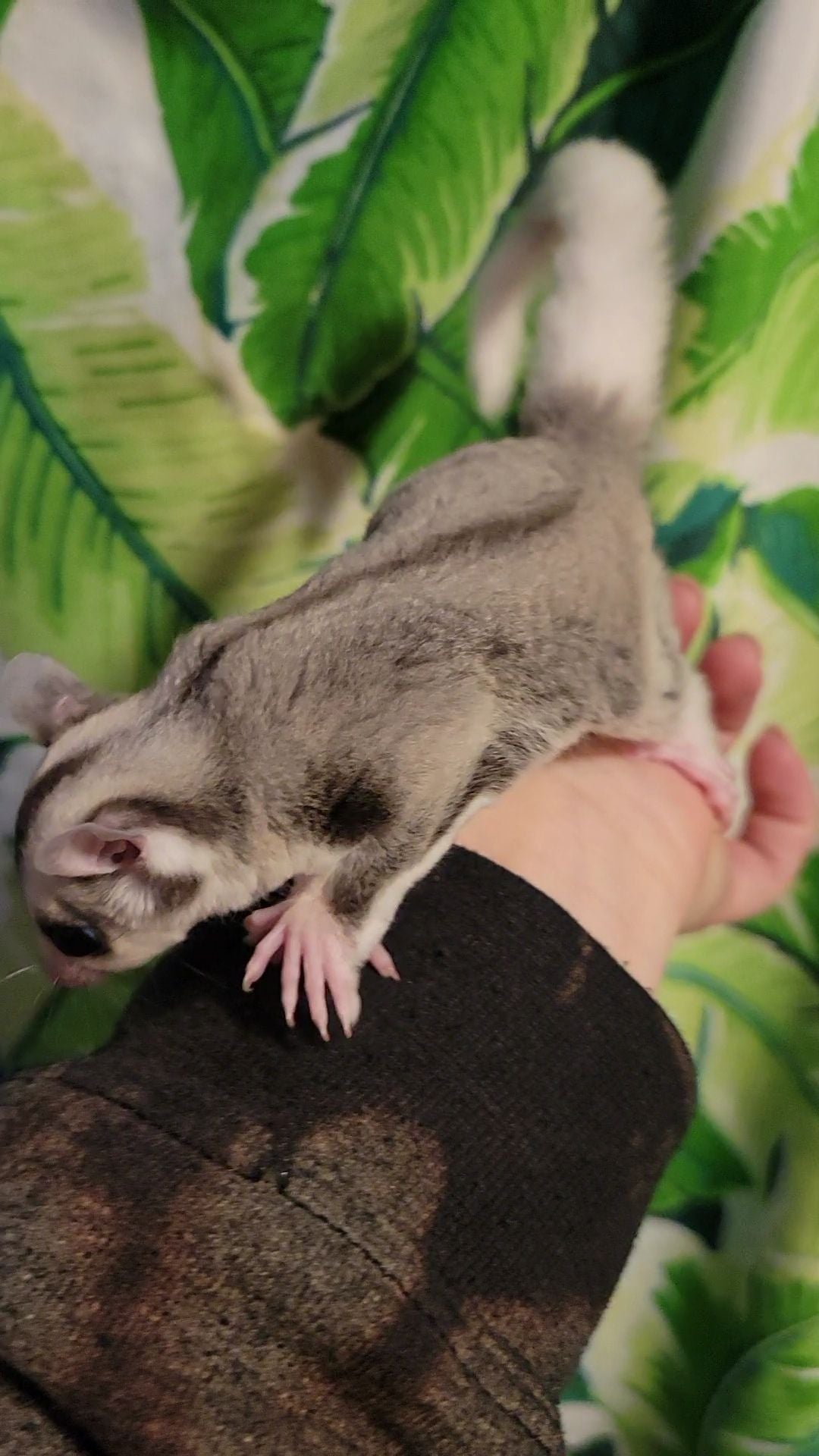 Phantom - Adult Female (Available)