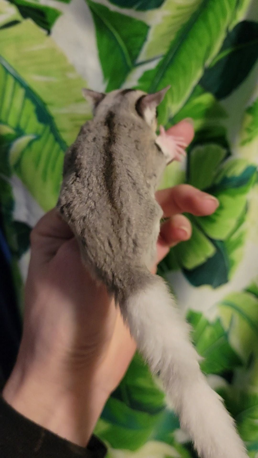 Phantom - Adult Female (Available)