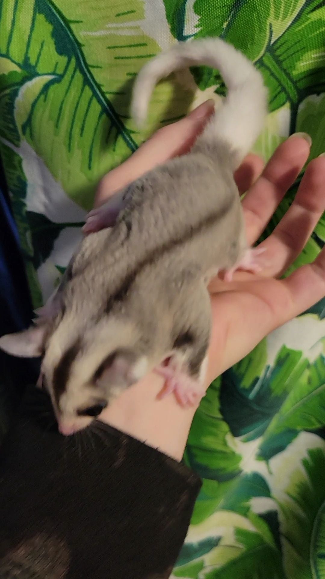 Phantom - Adult Female (Available)