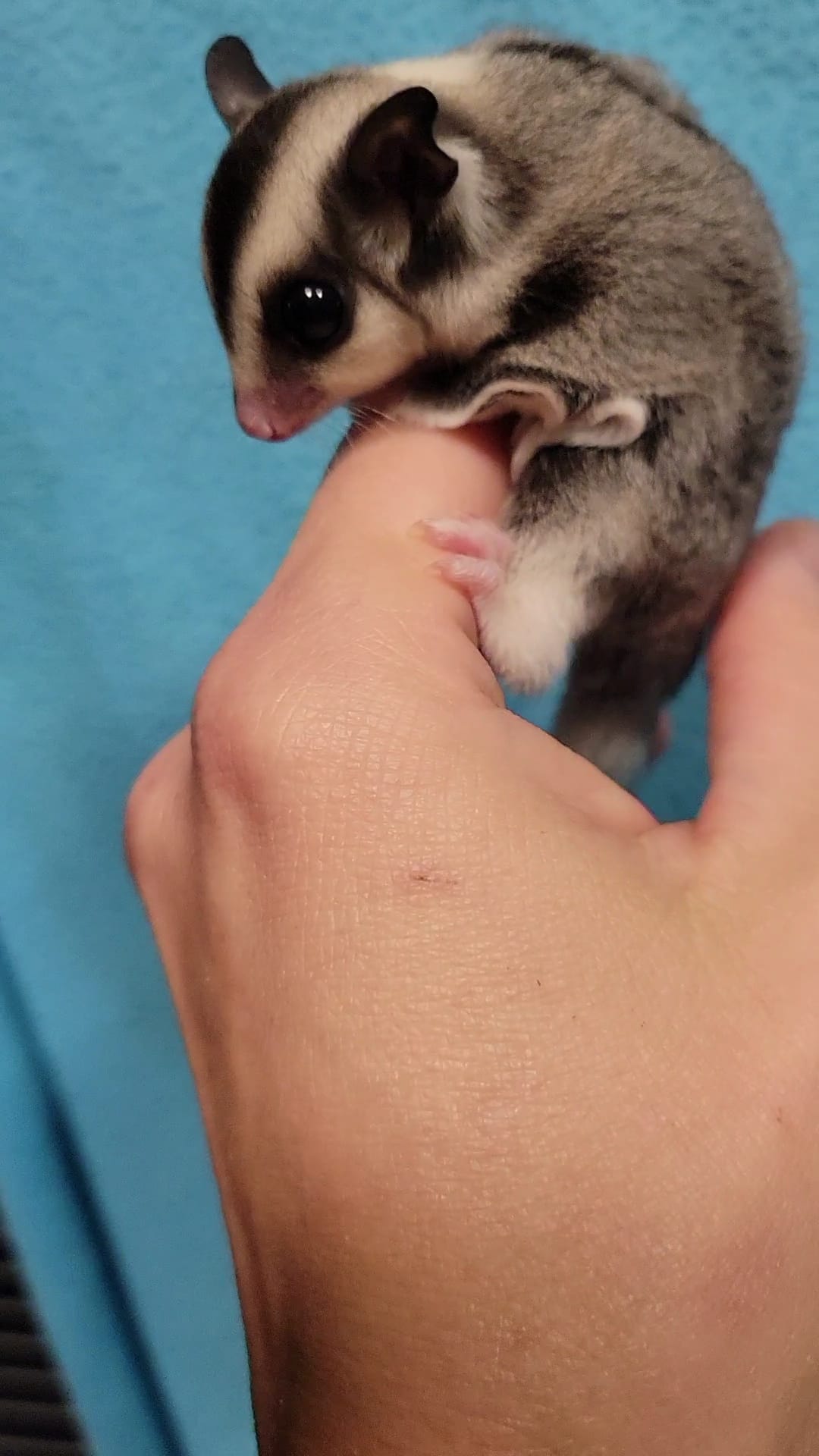 Tiramisu - Adult Female (Available)